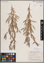 Foto von Salix exigua subsp. interior (Rowlee) Cronquist